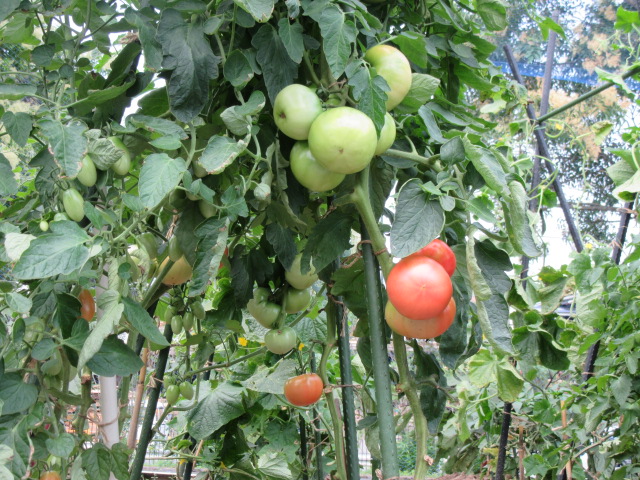 20160626　畑のトマト